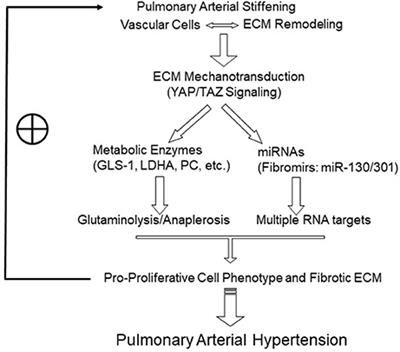 Pulmonary Arterial Stiffness: An Early and Pervasive Driver of Pulmonary Arterial Hypertension